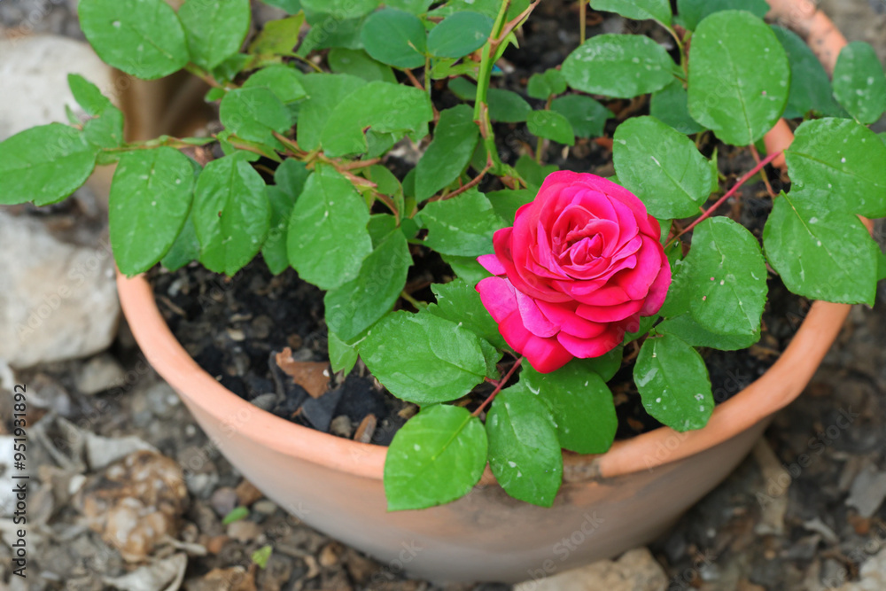 Pink roses in an earthen pot. Flower floral bouquet concept. Pink roses growing in a pot. Roses in a pot of lifestyle clay growing.