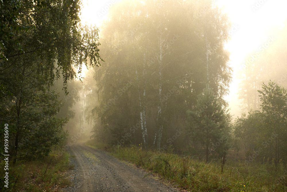 Fototapeta premium dirt road in birch forest in morning gentle fog and sunlight.