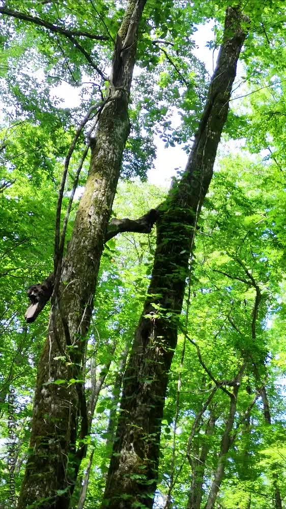 さわやかな森林 木漏れ日 グリーンイメージ 移動撮影 環境 自然 風景 縦 縦型 縦向き動画 SNS サイネージ さわやかな森林 木漏れ日 グリーンイメージ 移動撮影 環境 自然 風景 縦 縦型 縦向き動画 SNS サイネージ