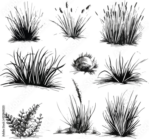 Hand drawn collection of charcoal doodle grassland elements meadow plants floral herbs perfect for botanical design nature outdoor spring summer garden park decoration illustration