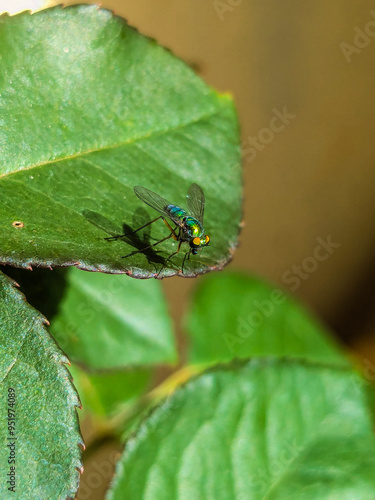 fly on leaf photo