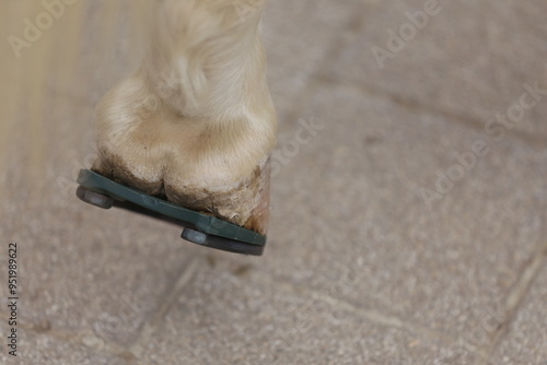 Farrier fits the horseshoe on the horse's hoof. Equestrian life outdoors at animal farm