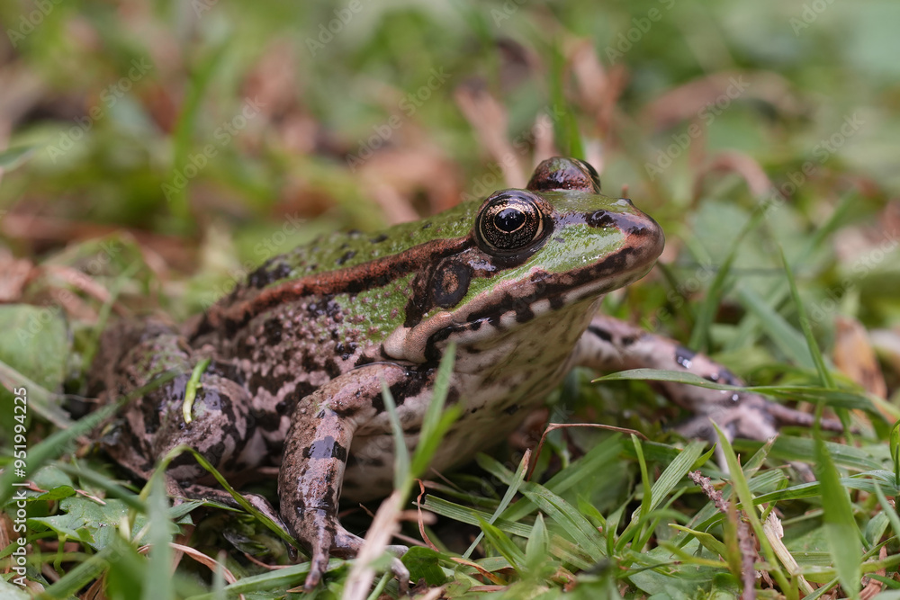Low angle closeup on an adult European green Pelophylax frog sitting in the grass Low angle closeup on an adult European green Pelophylax frog sitting in the grass