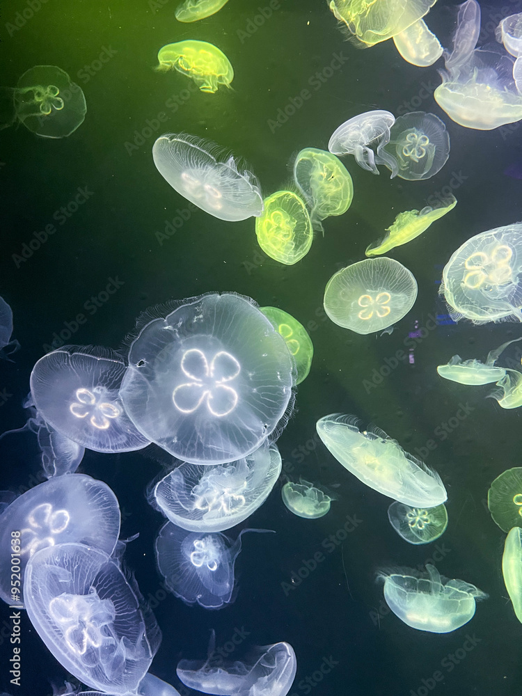 jellyfish in aquarium jellyfish in aquarium