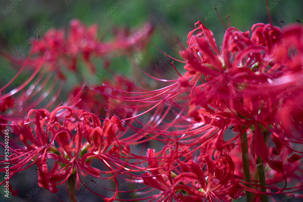 close up of red flower close up of red flower