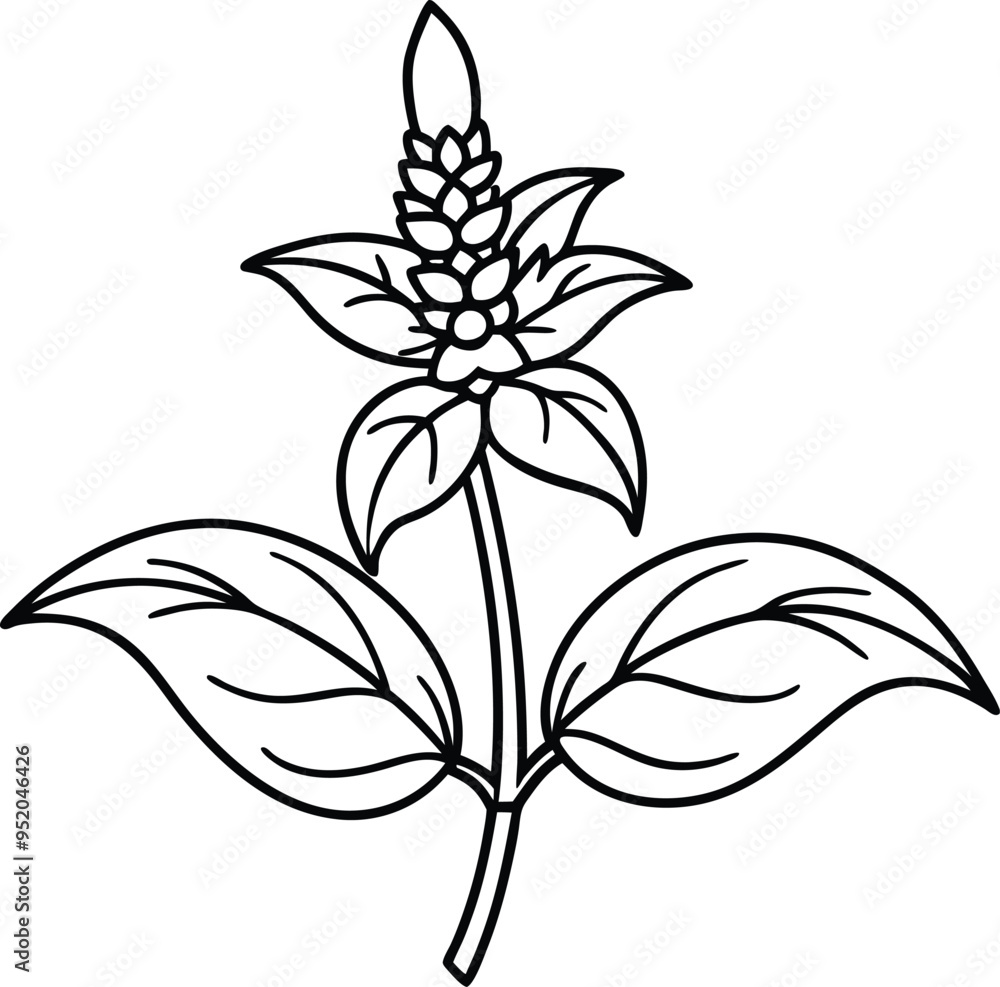 Detailed Flower Outline Creation Detailed Flower Outline Creation