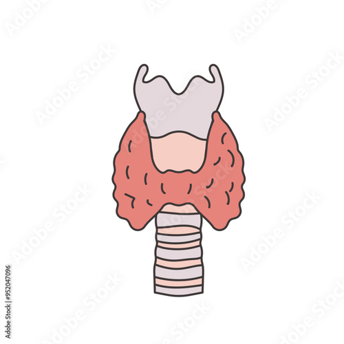 thyroid gland illustration