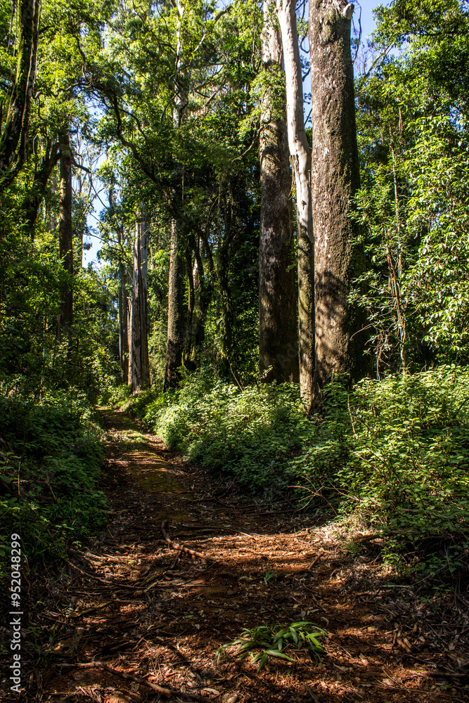 Trail through high trees in the forests of Magoebaskloof in South Africa Trail through high trees in the forests of Magoebaskloof in South Africa