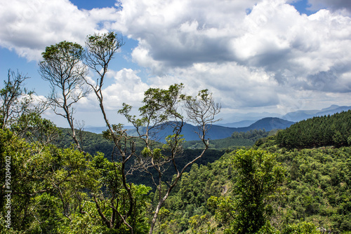 Branches of a tree reaching above the Afromontane forest of Magoebaskloof in South Africa, with the lush green rainforest canopy and distant blue mountains in the background photo