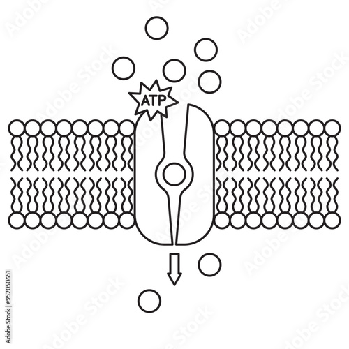 active and pasivve transport