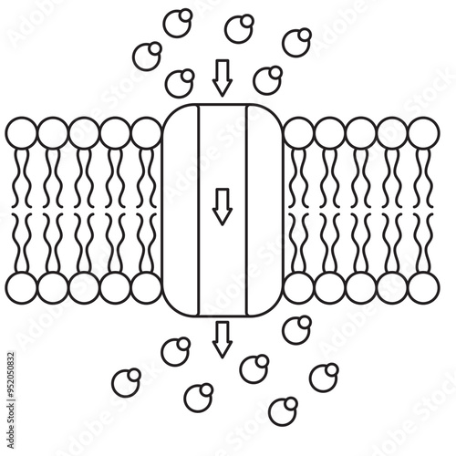 active and pasivve transport