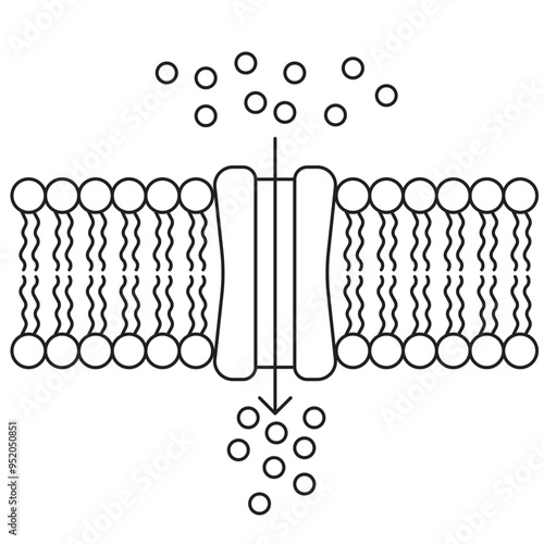 active and pasivve transport