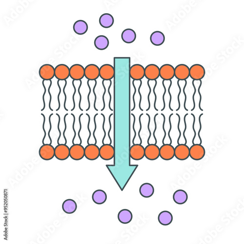 active and pasivve transport