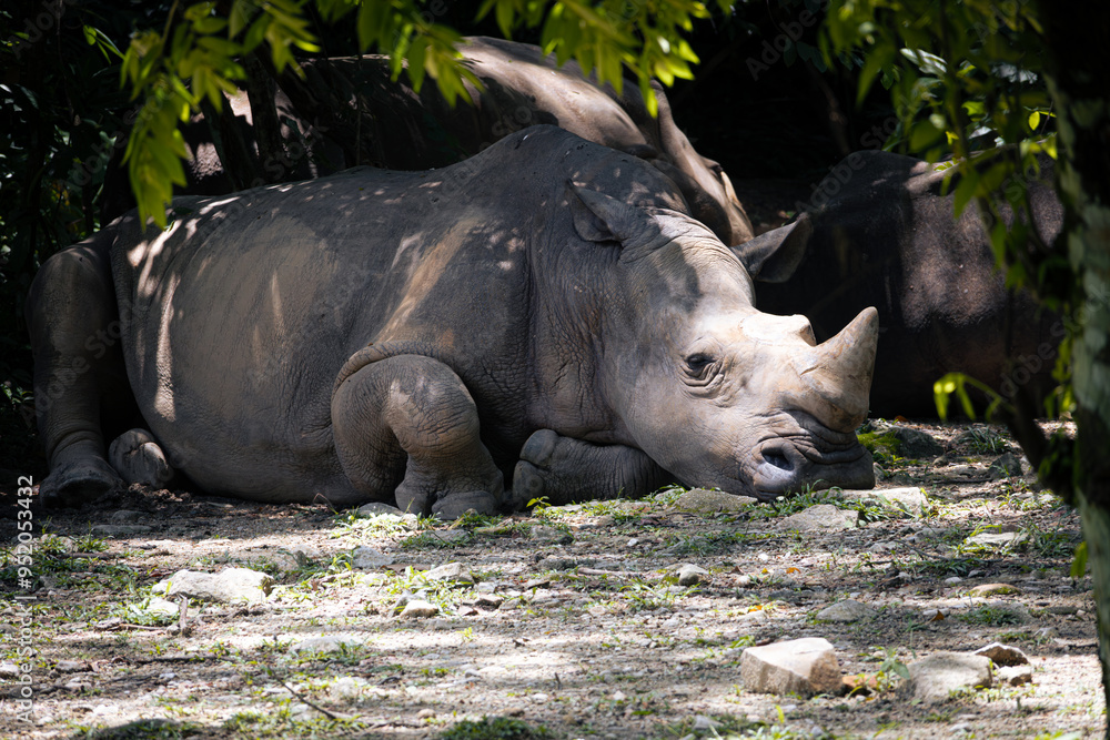 Rhino in Zoo Negara Malaysia National Zoo Rhino in Zoo Negara Malaysia National Zoo