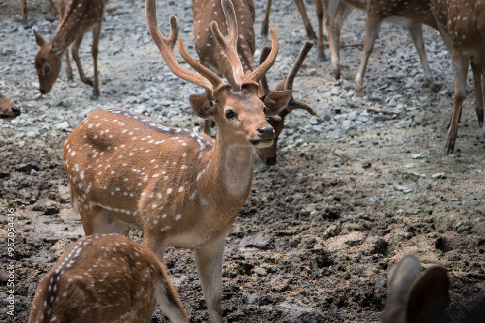 Spotted Deer in Zoo Negara Malaysia National Zoo Spotted Deer in Zoo Negara Malaysia National Zoo