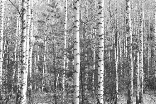 black-and-white photo with white birches