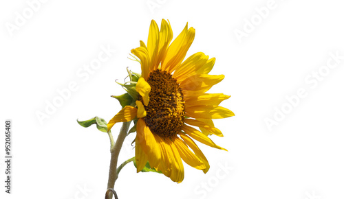 The sunflower is turned sideway png. Sunflower on a transparent background