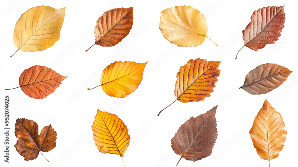 Collection of autumn leaves isolated on a transparent background, PNG. Collection of autumn leaves isolated on a transparent background, PNG.