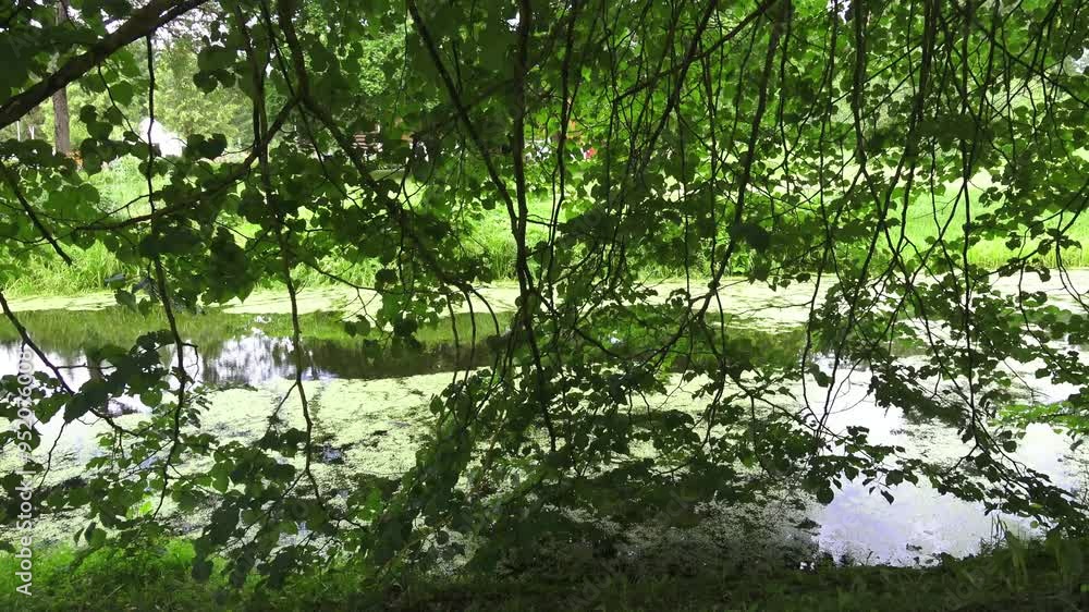 The magical world of summer nature in a country estate The magical world of summer nature in a country estate