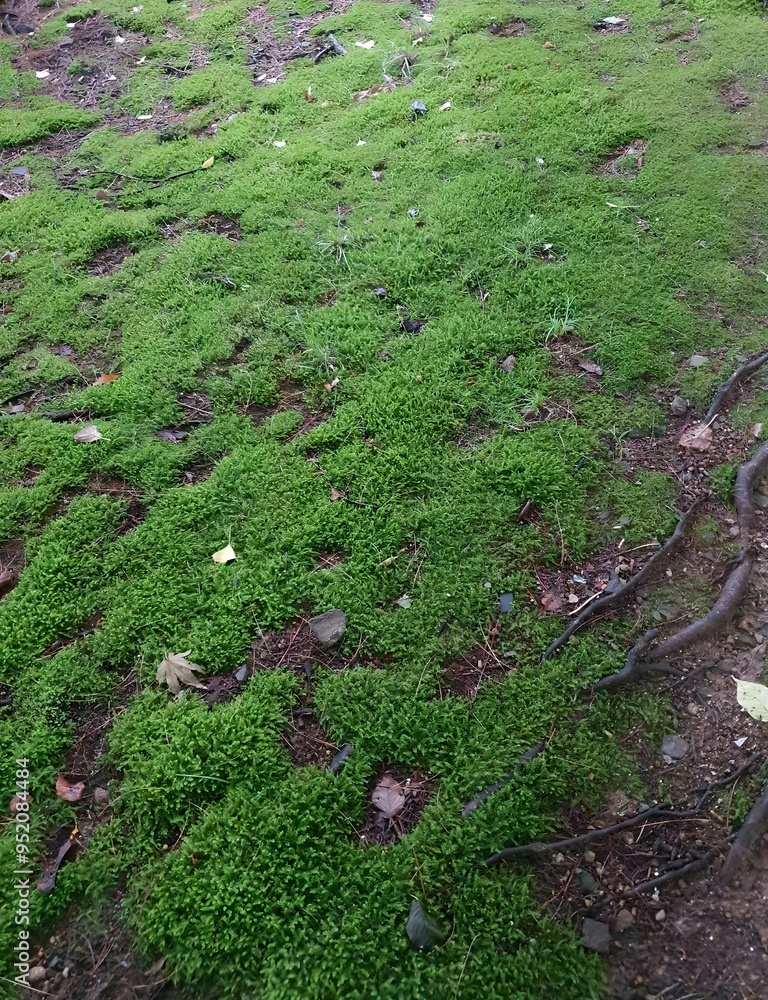 Obraz premium moss on the stone