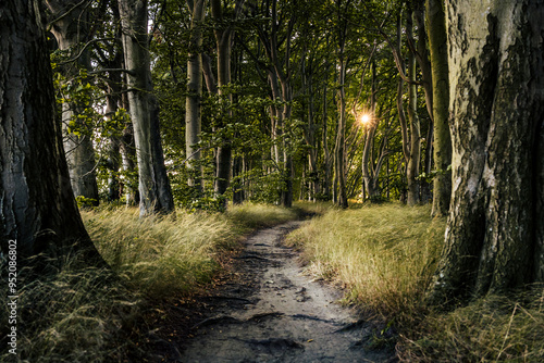 Hiking trail leading through mystical beech forest at the baltic sea in sunset conditions