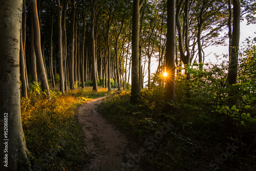 Hiking trail leading through a coastal forest at the baltic sea in sunset conditions