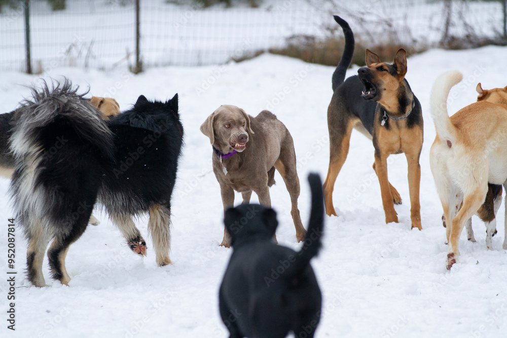 Naklejka premium A young lab growls aggressively as she is surrounded by a group of other dogs.