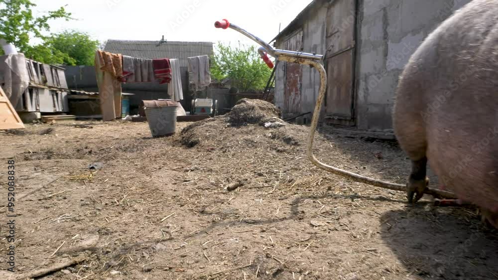 A Vietnamese pot-bellied pig walks around the yard, scratching its back on an old table. A Vietnamese pot-bellied pig walks around the yard, scratching its back on an old table.