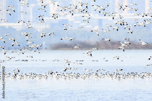 Large Flock of Pied Avocets in Flight Over Water, Mai Po Natural Reserve, Hong Kong photo