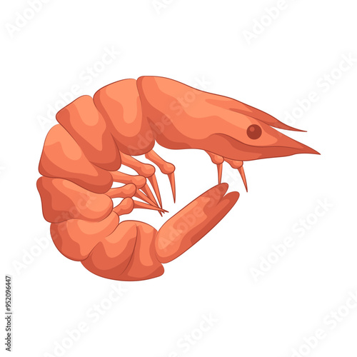 Illustration of shrimp 