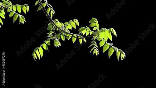 Branches with leaves on a transparent background. Large green leaves on large branches. Alpha channel.
