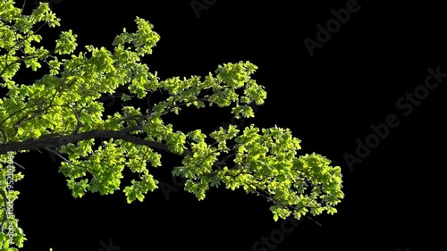 Branches with leaves on a transparent background. Large green leaves on large branches. Alpha channel.