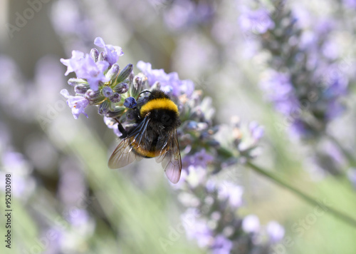 Close-up of a bumblebee sitting on the lavender flower photo