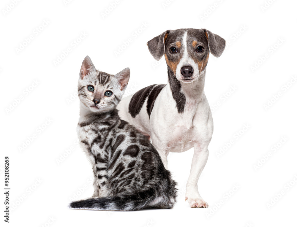 Bengal cat kitten sitting with a jack russell terrier standing on white background