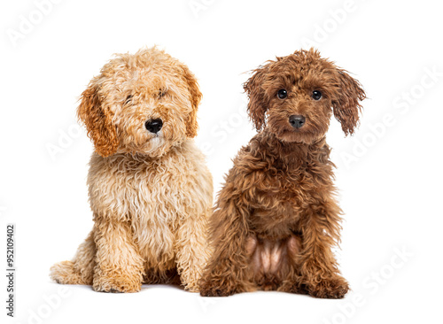 Two adorable dogs posing on white background