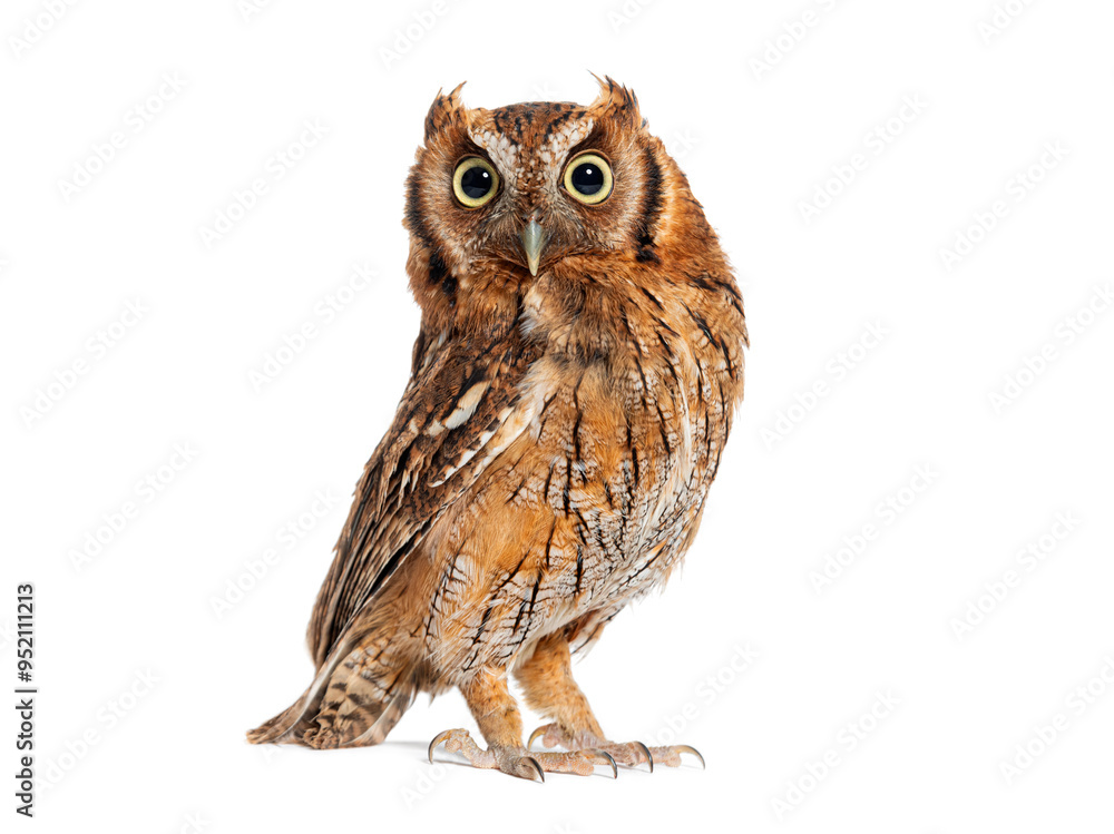 Naklejka premium Tropical screech owl, Megascops choliba, looking at the camera, isolated on white