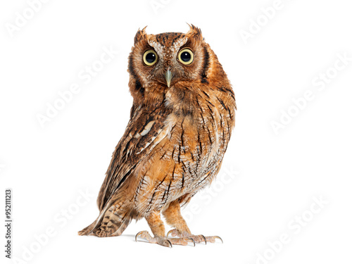 Tropical screech owl, Megascops choliba, looking at the camera, isolated on white photo