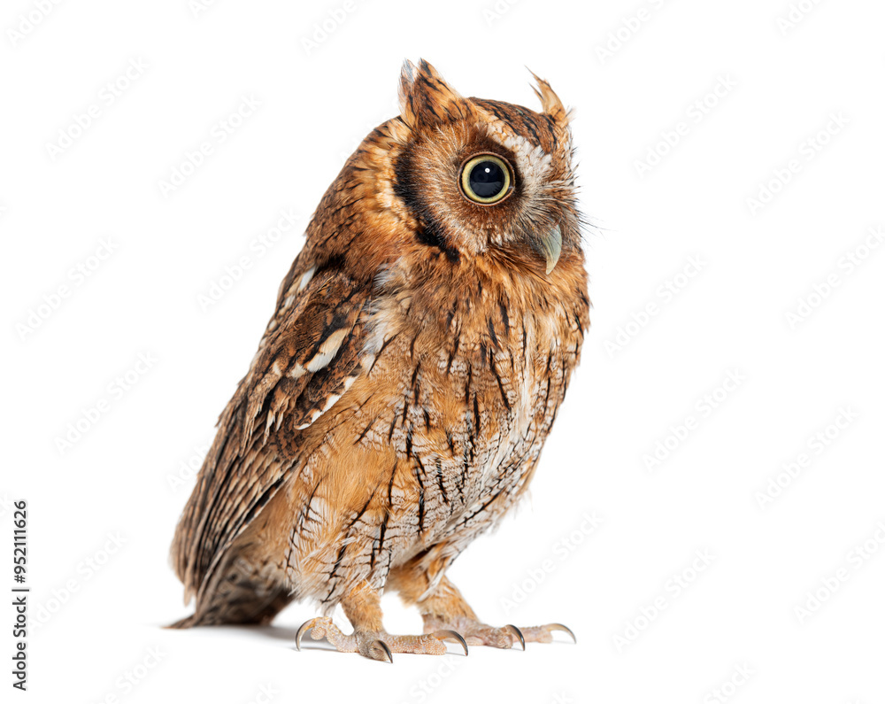 Fototapeta premium Tropical screech owl, Megascops choliba, isolated on white