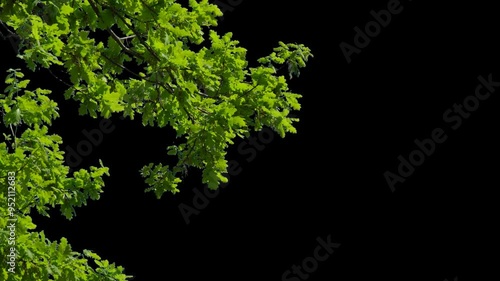Branches with leaves on a transparent background. Large green leaves on large branches. Alpha channel.