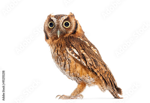 Side view of a Tropical screech owl, Megascops choliba, isolated on white photo