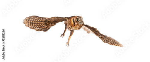 Tableau sur toile Captivating tropical screech owl flying with wings spread wide, isolated on a wh