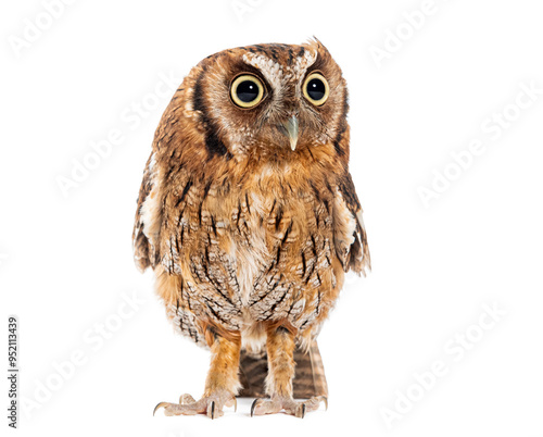 Tropical screech owl, Megascops choliba, isolated on white photo