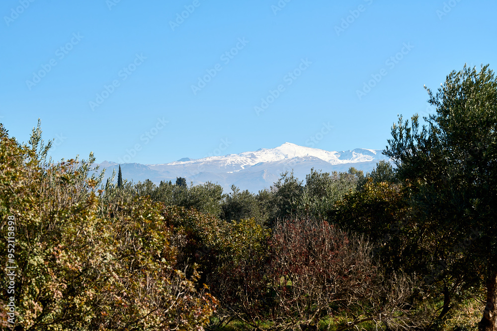 Olive trees in Granada with Sierra Nevada Olive trees in Granada with Sierra Nevada