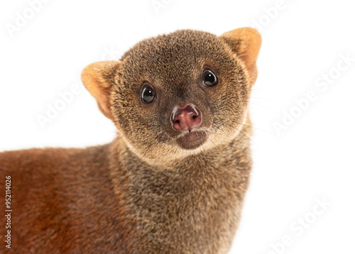 Ring-tailed vontsira or ring-tailed mongoos, Galidia elegans, isolated on white photo