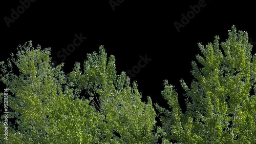 Branches with leaves on a transparent background. Large green leaves on large branches. Alpha channel.