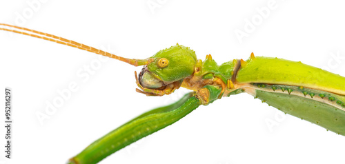 Giant Caribbean stick insect, Diapherodes gigantea, Phasmatodea isolated on white photo