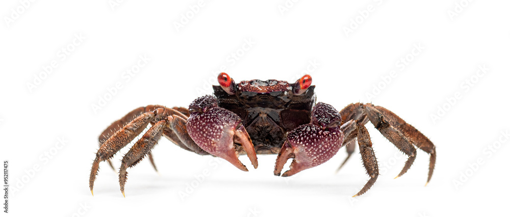 Red eyed Male Java vampire crab, Geosesarma tiomanicum, walking on white background Red eyed Male Java vampire crab, Geosesarma tiomanicum, walking on white background