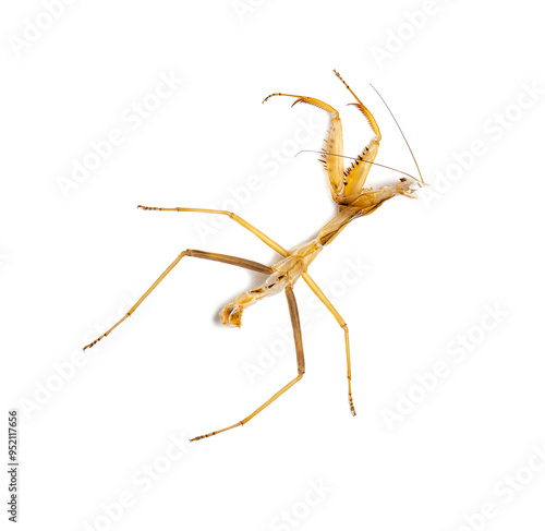 Wallpaper Mural moult of Green praying mantis stage 3 on white background Torontodigital.ca