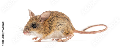 Spinifex hopping mouse, Notomys alexis, walking and looking curious on white background photo