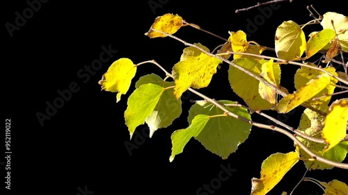 Branches with leaves on a transparent background. Large green leaves on large branches. Alpha channel.